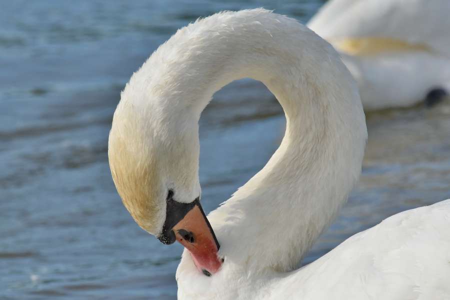 Image Of Swan Bird Beak Waterfowl Neck Aquatic Wildlife Nature Lake