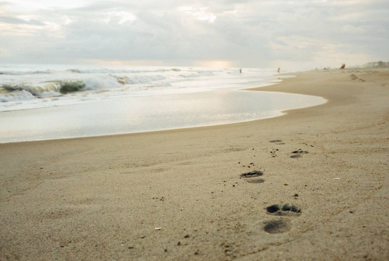 Image Of Beach Sand Footprints Shore Ocean Sea Water Free Photo