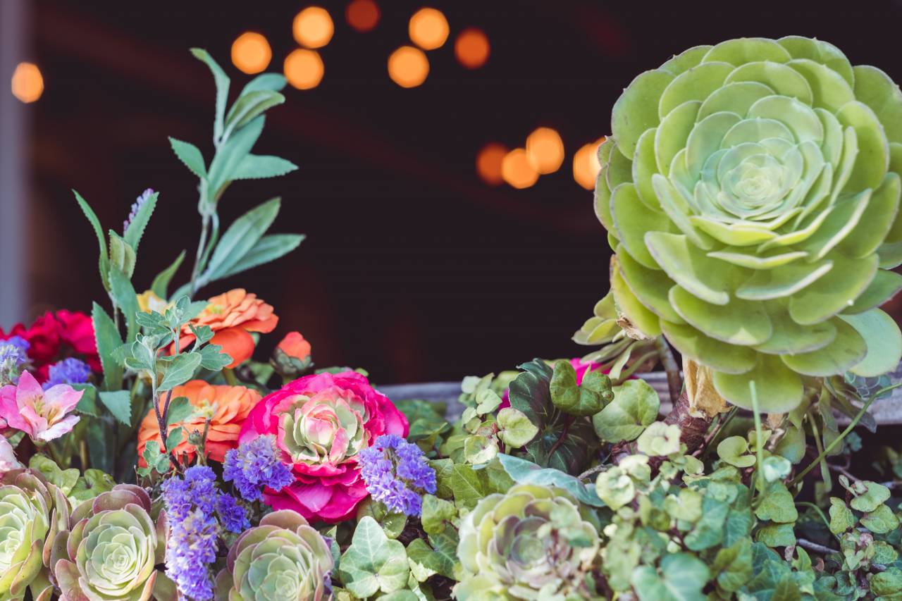 Imagen de pétalos de colores flores naturaleza jardín plantas al aire