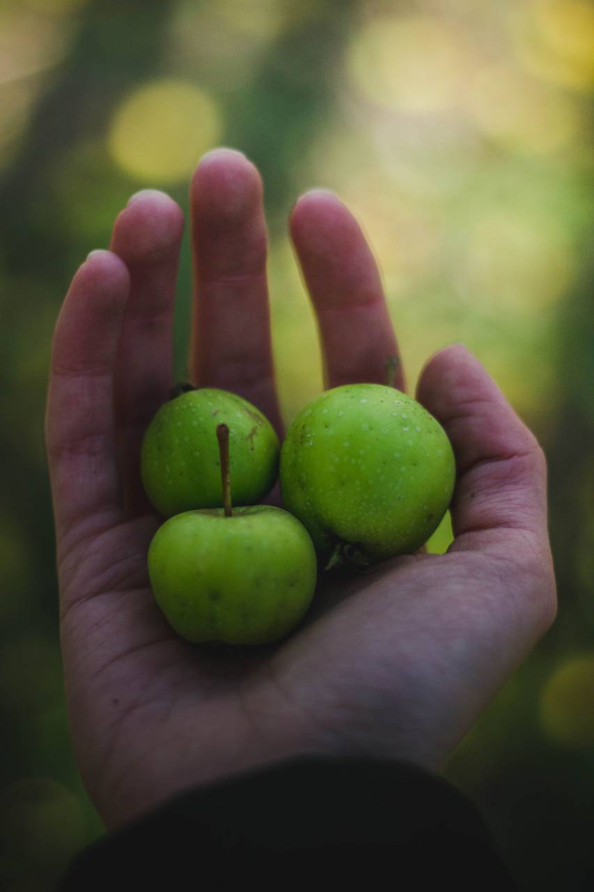 Imagen De Manzana Verde Fruta Jugosa Comida Palma Mano FOTO GRATIS