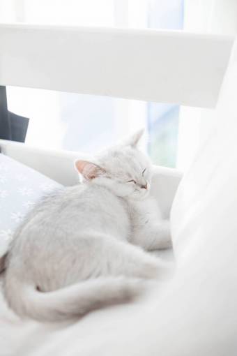 kitten domestic cat kitten animal white;cute;cat;sleeping pets cute domestic animals