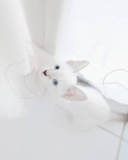 kitten feline pets domestic cat kitten cute animal white;cat;interior;cute