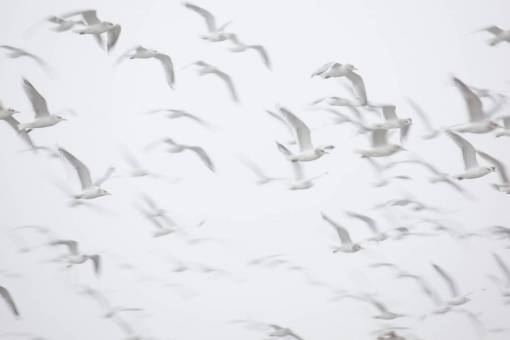 group seagull group animals in the wild flock;gulls animal nature flying