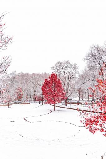 park season snow nature park;snow;red maple;winter;nobody forest tree winter