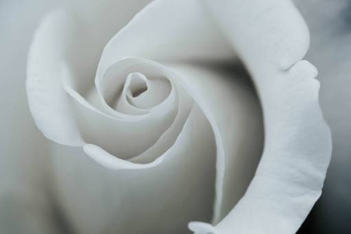 ???? Imágenes de FLORES, Descarga +1355 Fotos de flores GRATIS ???? Imágenes de FLORES, Descarga +1355 Fotos de flores GRATIS