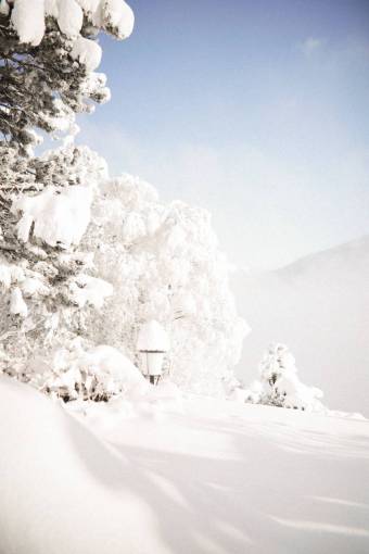 morning snow white;snow;landscape;winter;day;morning tree nature forest landscape winter