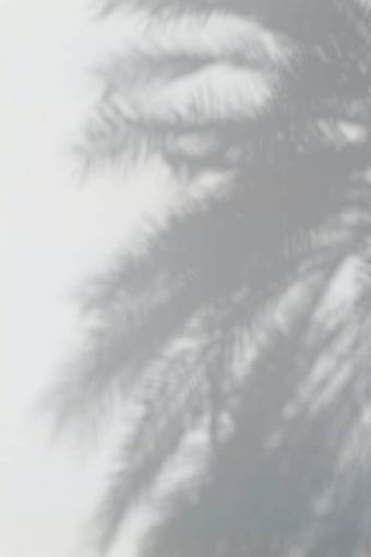 pine tree abstract nature leaf close-up background;wall;palm tree;shadow;nobodoy;white;outdoor backgrounds