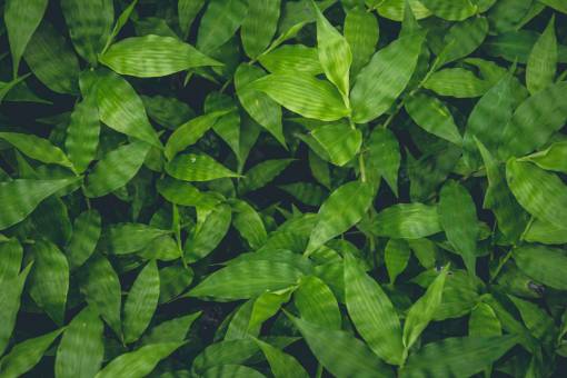 oak above  aerial  background  beautiful  beauty  botanical  branch