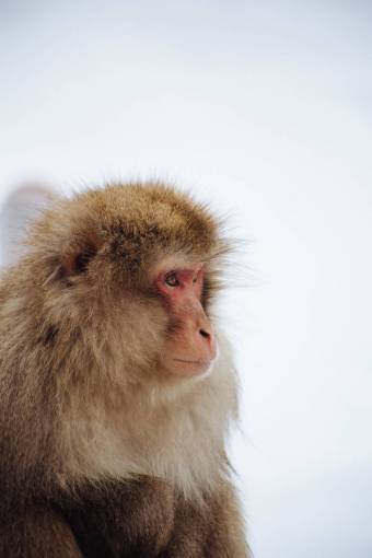 monk animal  monkey  fur  wildlife  bokeh  blur
