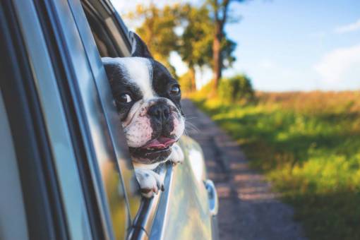 muzzle animals  dogs  domesticated  pets  eyes  muzzle  adorable