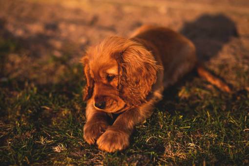 puppy animals  dogs  puppies  domesticated  cute  adorable  ears
