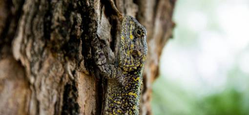 lizard animals  reptiles  lizard  gecko  scales  tree  bark