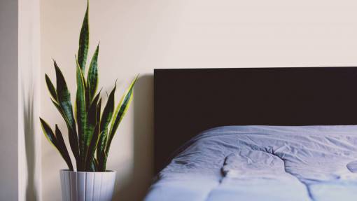 sheet-music bed  sheet  sleep  relax  plant  room  house