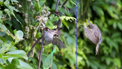 bird  beak  feather  animal  fly  green  leaves