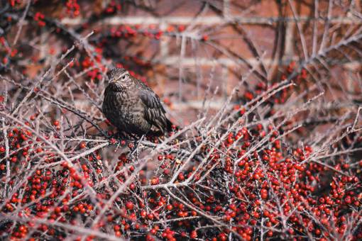 aves aves ramas naturaleza animales