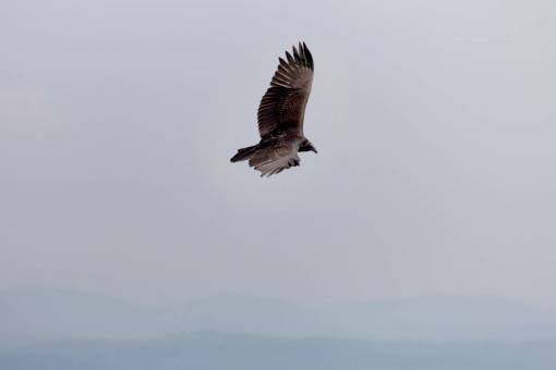 halcon pájaro volador cielo alas halcón halcón vuelo