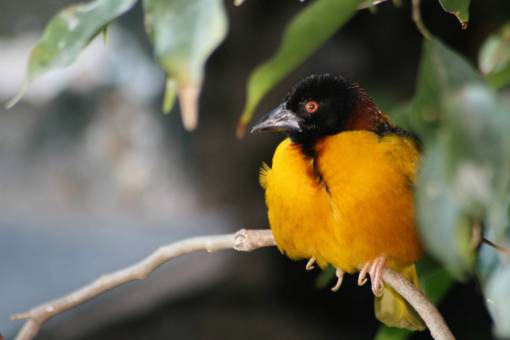 bird  trees  animal  wildlife  nature  outdoors  forest