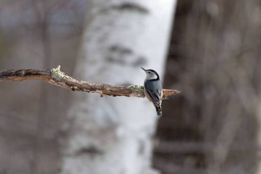 bird  wildlife  tree  animal  nature  feathers  wings