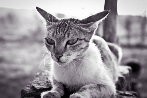 kitten black and white  cat  pet  kitten  animal
