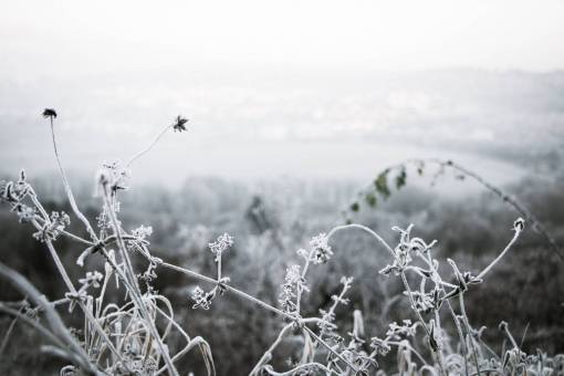 videira preto e branco videira natureza outdoor blur
