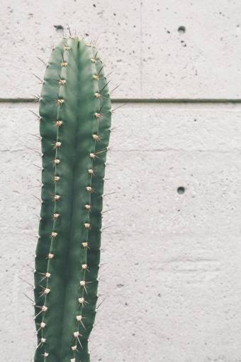 cactus Cactus  plant  thorn  green  nature  wall
