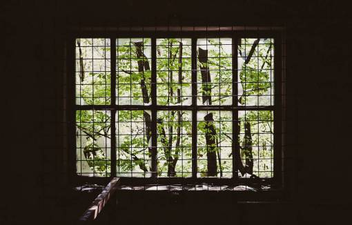 cage caged  window  branches  green  wood
