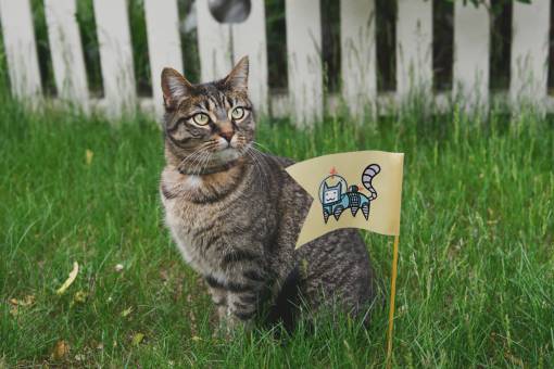hierba jardin gato animal bandera jardín hierba valla linda