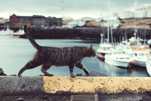 yacht cat  pet  animal  outside  sea  water  coast