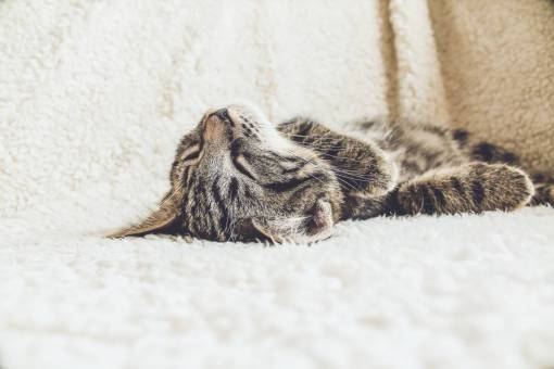 couch-scene cat  sleeping  tired  pet  animal  couch
