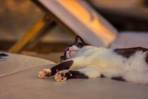 durmiendo gato cansado durmiendo animal mascota cama