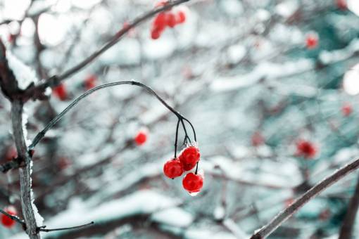 cherry-blossom cherry  red  fruit  food  sweets  dessert  branches