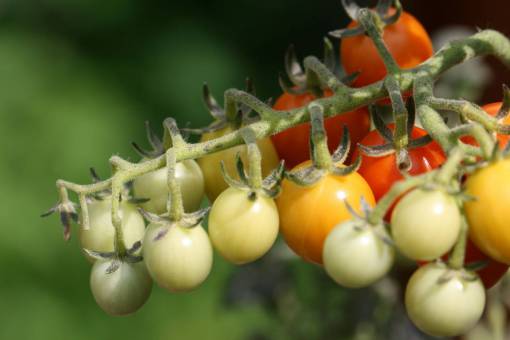 cherry  tomatoes  vine  fresh  ripe  vegetables  close up