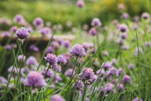 crecimiento cebollino flor jardín naturaleza salvaje púrpura flor