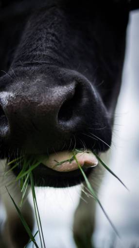 tongue cow  animal  mouth  chewing  grass  tongue
