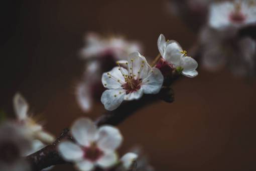bonita Fondo de flor oscura orquídea blanca primer plano macro