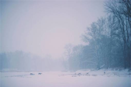 cruzado ciervos animales cruzando invierno nieve fría ventisca