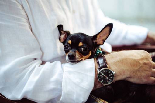 perro montes perro animales chico hombre reloj moda gente