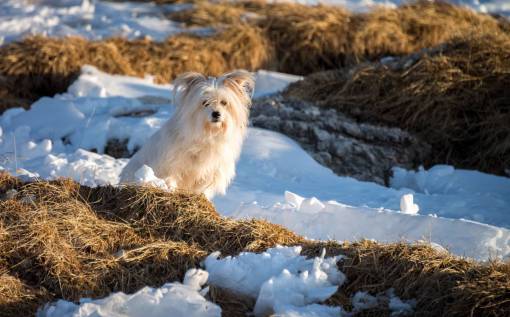 cachorro perro cachorro animal mascota al aire libre hierba nieve