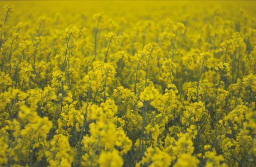 flor amarilla campo flores amarillo primavera verano naturaleza