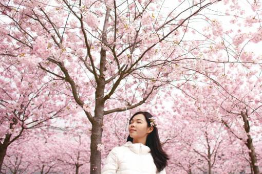flower  blossoms  pink  winter  nature  petals  people