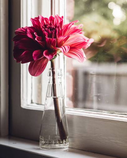 daytime flower  vase  window  plant  glass  fresh  room