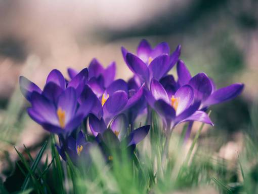 violeta flor violeta pétalo florecer jardín planta naturaleza