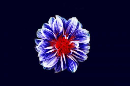 odds flowers  nature  blossoms  odd  weird  beautiful  striations