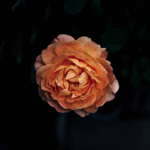 stalks flowers  nature  blossoms  pink  peach  petals  rose