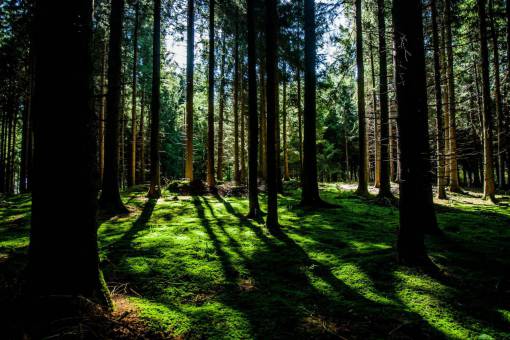 tronco de arbol bosque bosques verdes árboles ramas hierba corteza