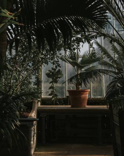 maceta decoración de jardín hojas planta maceta árboles verdes