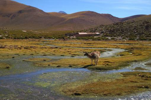 Geyser el Tatio  Chile  animals  country  rural  grass  fields