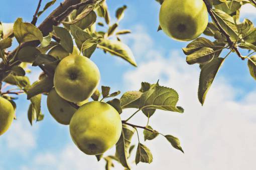 apple Manzanas verdes árboles hojas cielo sol verano