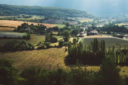 green  grass  plant  trees  field  farm  rural