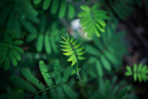 Desenfoque de naturaleza de planta de hoja verde